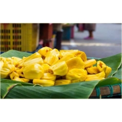 Nasiona Dżakfrut jackfruit drzewo bochenkowe chlebowiec różnolistny